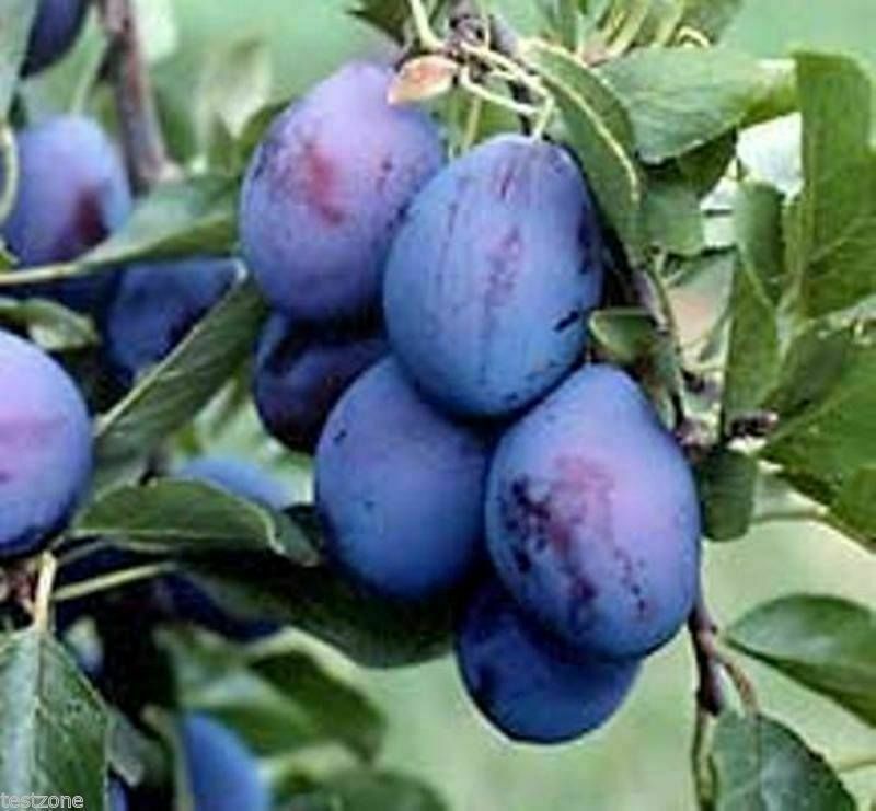 Vancouver Island Damson Plum Tree  -5 Seeds- Purple, Blue Sweet Fruits
