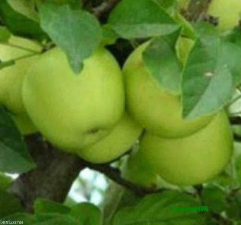 Granny Smith Apple Trees -5 Seeds- Harvest Green & Crisp Apples in Your Backyard