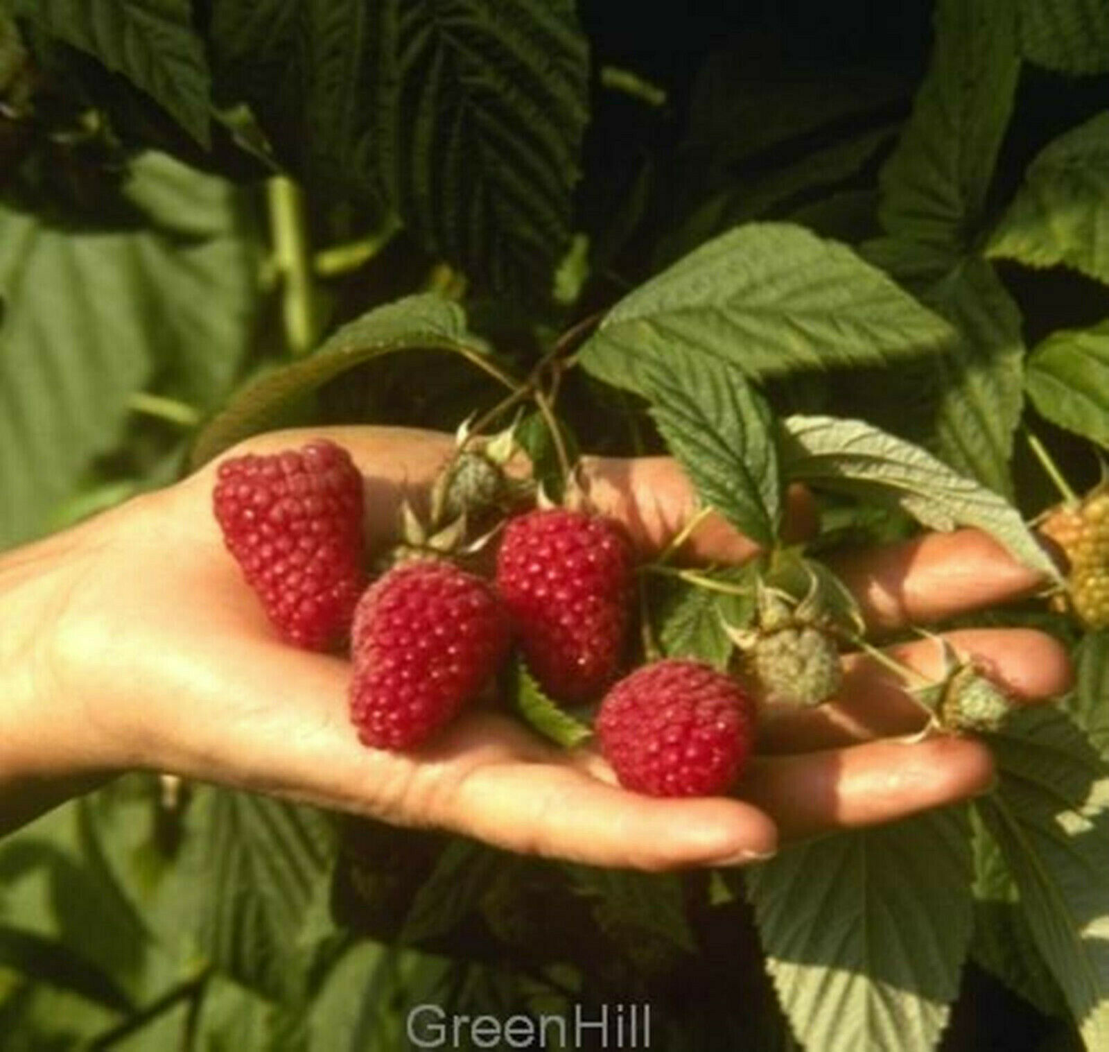 British Columbia Ruby Tulameen Raspberry Plant -20 Seeds- Giant Red Raspberries
