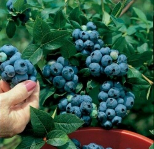 British Columbia Highbush Blueberry Plant- 50 Seeds - High Yielding Blueberries