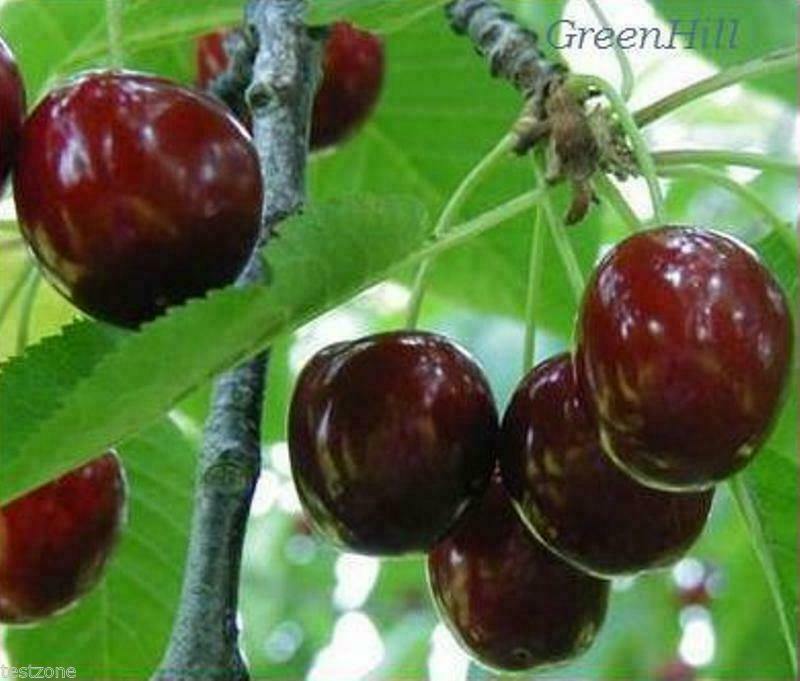 British Columbia Lapin Sweet Cherry Trees 5 seeds - Excellent Firmness & Flavor